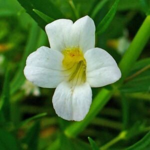 Gratiola officinalis - Csikorgófű