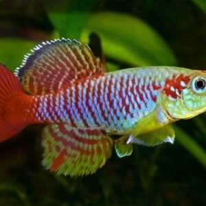 Günther fogaspontya (Nothobranchius guentheri)