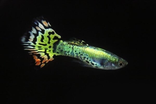 Guppi hím MEDÚZA  (Poecilia reticulata 'Medusa')