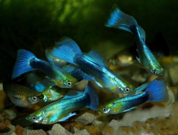 Guppi hím NEON BLUE (Poecilia reticulata ’Blue neon’)