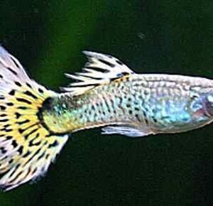 Guppi hím PLATINA LEOPÁRD  (Poecilia reticulata ’Platinum Leopard’)