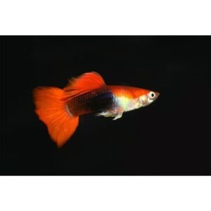 Guppi hím RED TUXEDO (Poecilia reticulata ’Red tuxedo’)