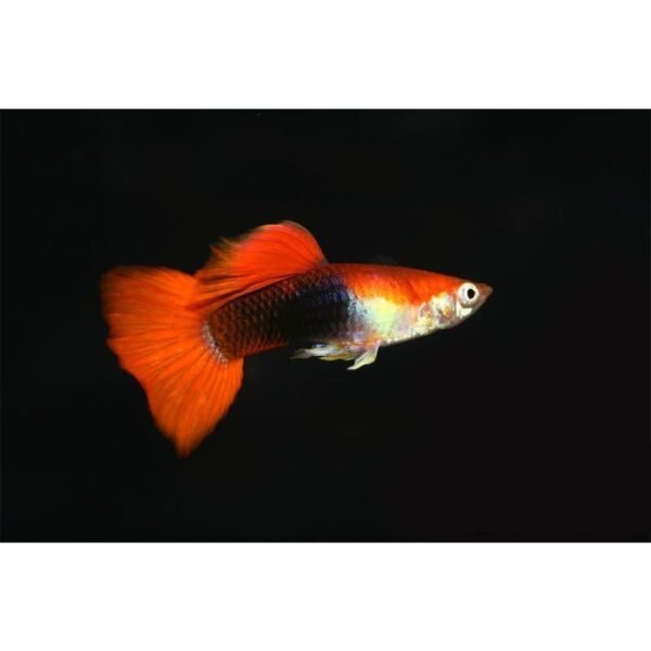 Guppi hím RED TUXEDO (Poecilia reticulata ’Red tuxedo’)