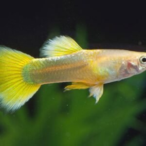 Guppi hím SÁRGA TUXEDO (Poecilia reticulata ’Yellow tuxedo’)