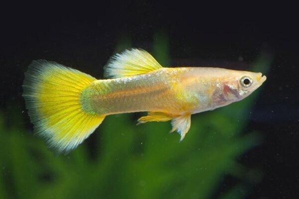 Guppi hím SÁRGA TUXEDO (Poecilia reticulata ’Yellow tuxedo’)