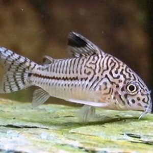 Gyászfoltos páncélosharcsa (Corydoras julii)