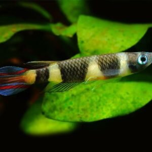Gyűrűs bohóccsuka (Epiplatys annulatus)
