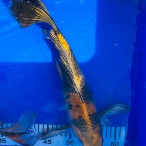 Koi - Handpick Butterfly Koi 40-45 cm - Fátylas Koi HPB13