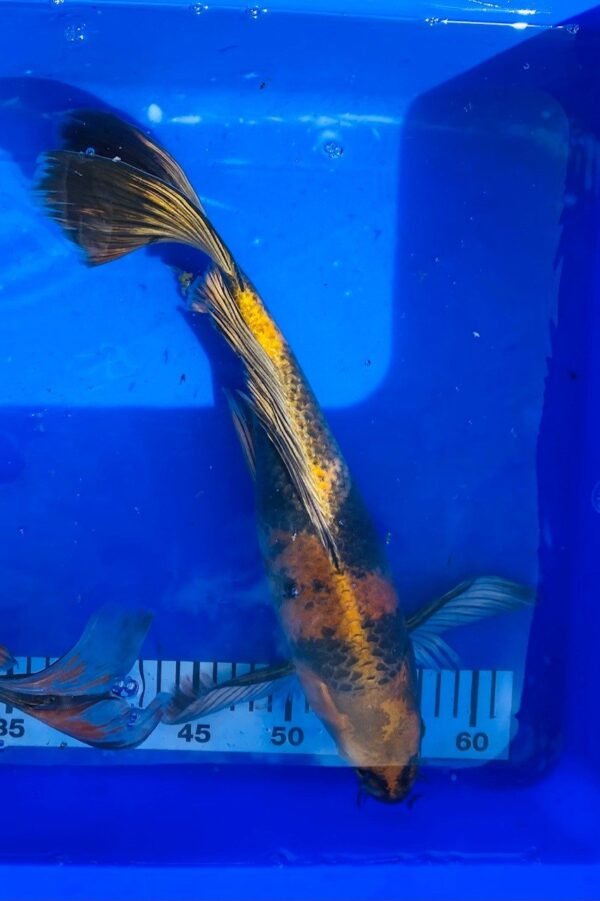 Koi - Handpick Butterfly Koi 40-45 cm - Fátylas Koi HPB13