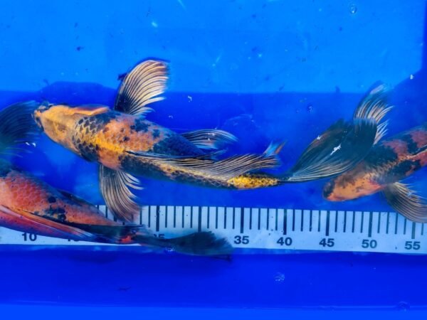 Koi - Handpick Butterfly Koi 40-45 cm - Fátylas Koi HPB13 - Image 2
