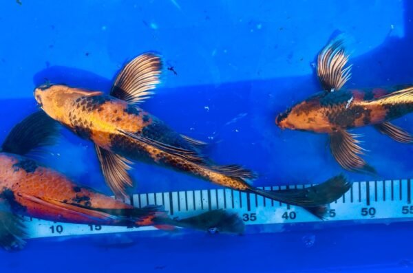 Koi - Handpick Butterfly Koi 40-45 cm - Fátylas Koi HPB13 - Image 4