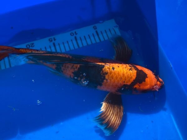 Koi - Handpick Butterfly Koi 40-45 cm - Fátylas Koi HPB16 - Image 6