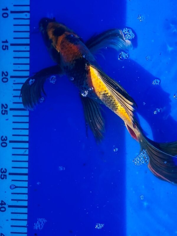 Koi - Handpick Butterfly Koi 35-40 cm - Fátylas Koi HPB17 - Image 2