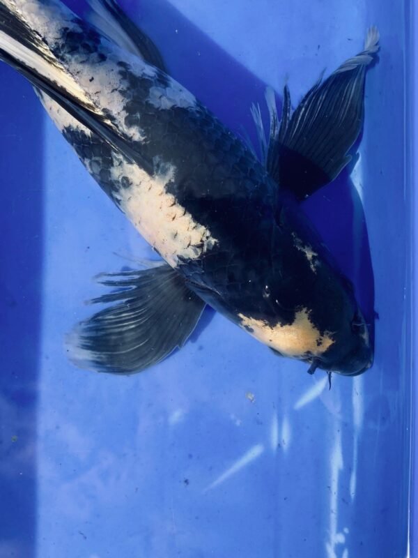 Koi - Handpick Butterfly Koi 40-45 cm - Fátylas Koi HPB18 - Image 3