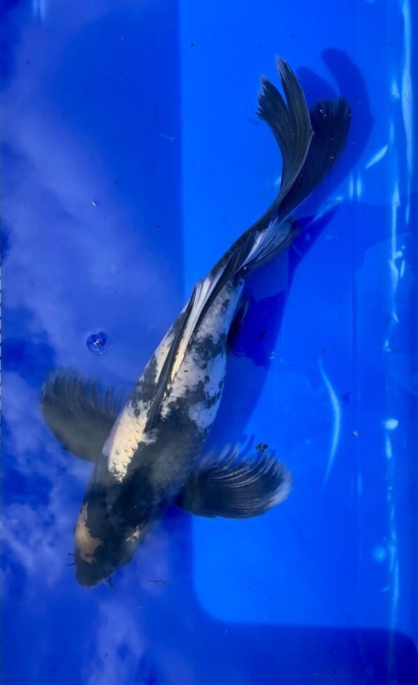 Koi - Handpick Butterfly Koi 40-45 cm - Fátylas Koi HPB18