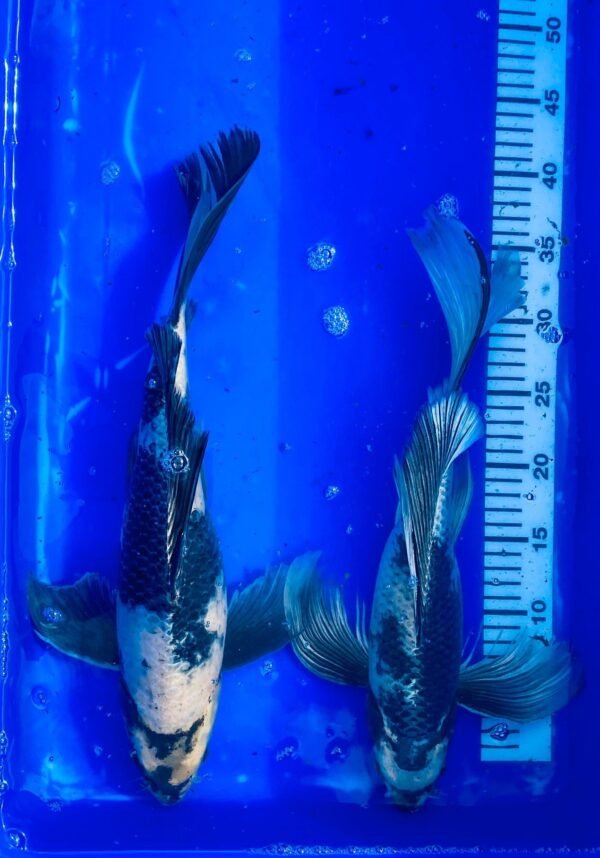 Koi - Handpick Butterfly Koi 35-40 cm - Fátylas koi HPB20 - Image 4