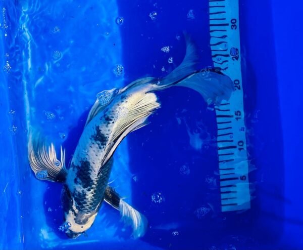 Koi - Handpick Butterfly Koi 35-40 cm - Fátylas koi HPB20 - Image 6