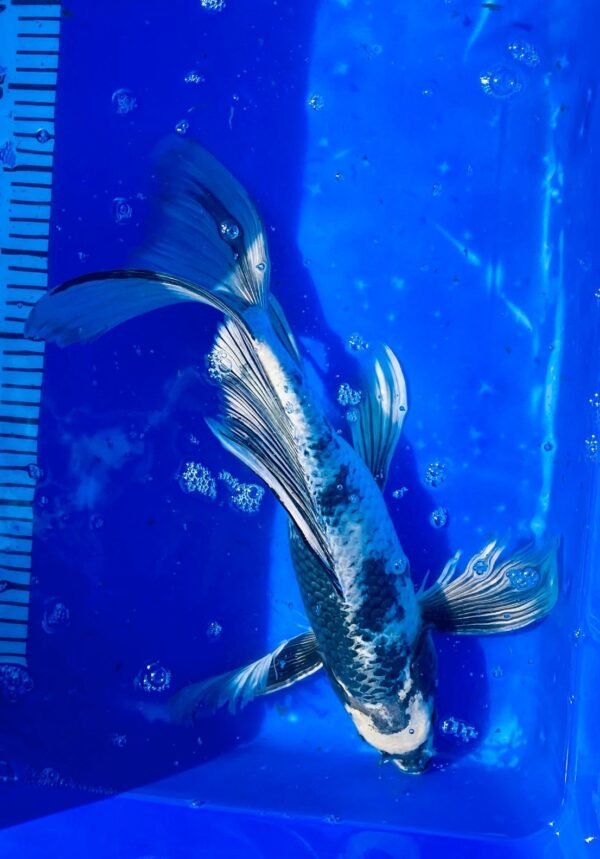 Koi - Handpick Butterfly Koi 35-40 cm - Fátylas koi HPB20