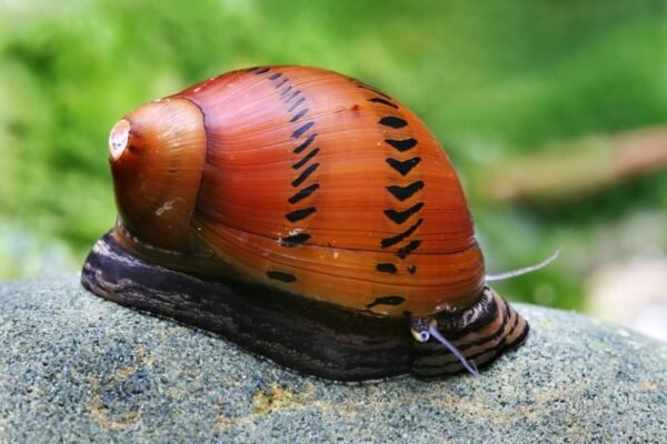 Hagymacsiga (Neritina semiconica)