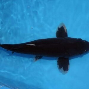 Hajiro koi - Fekete koi