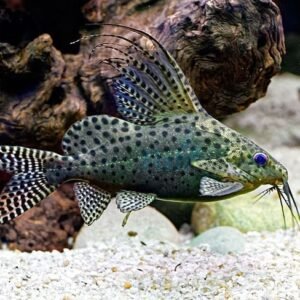 Hátonúszóharcsa (Synodontis eupterus)