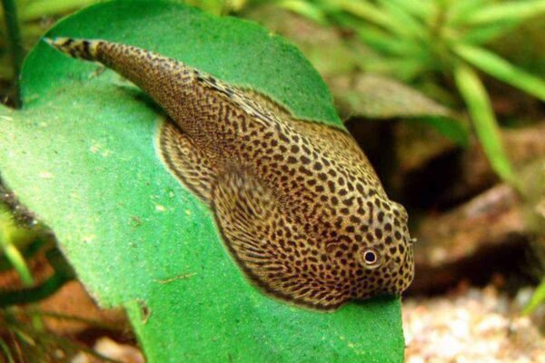 Hegyipataki palacsinta algázó (Beaufortia kweichowensis)