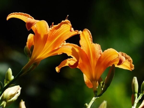 Hemerovallis Fulva (lángszínű sásliliom)