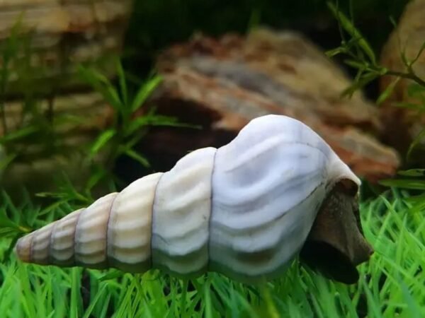 Herkules csiga fehér (Brotia herculea)