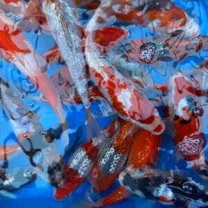 Hiroi Tosai HIR-001 25-30cm - Japán koi ponty