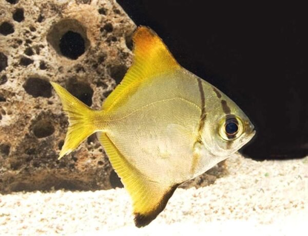 Holdhal (Monodactylus argenteus)