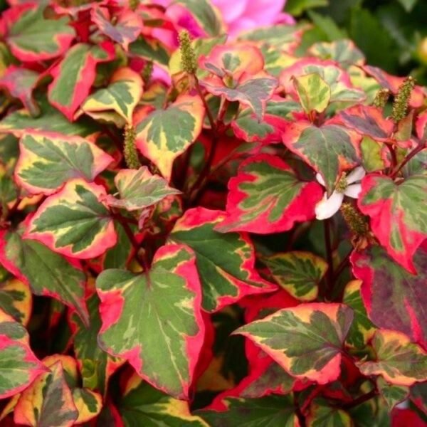 Houttynia Cordata 'Chaneleon' (Kaméleon virág)