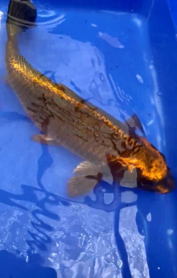 KOI- HP Kabuto 50-55 cm