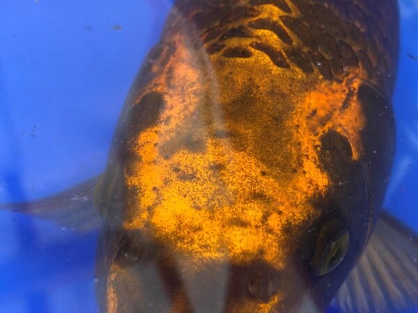 KOI- HP Kabuto 50-55 cm - Image 2