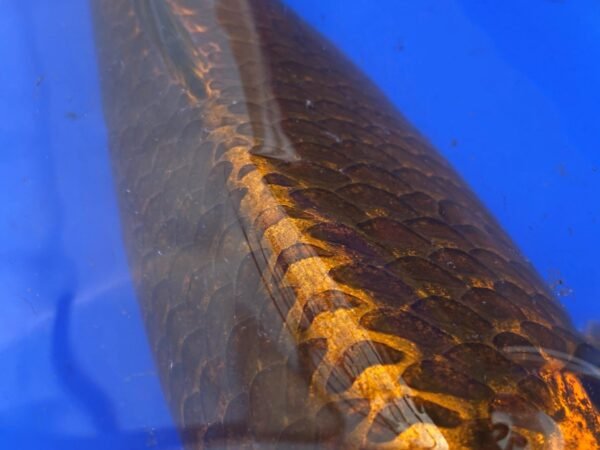 KOI- HP Kabuto 50-55 cm - Image 3