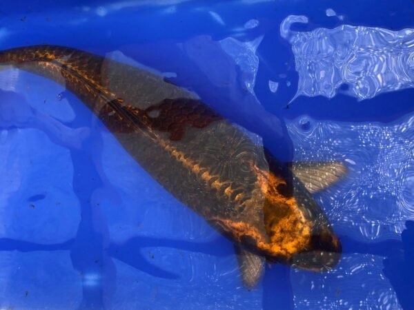 KOI- HP Kabuto 50-55 cm - Image 4