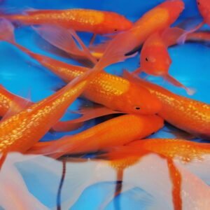 Koi - Yamasan Butterfly Ginrin Beni Karashi 40-45cm