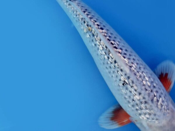 Koi - Ozumi Ikarashi Ginrin Asagi 45-50cm - Japán import koi - Image 2