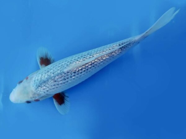 Koi - Ozumi Ikarashi Ginrin Asagi 45-50cm - Japán import koi