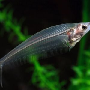 Indiai üvegharcsa (Kryptopterus vitreolus)