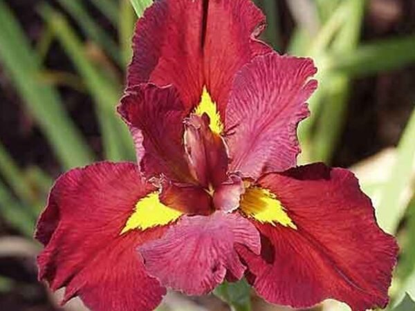 Louisianai piros nőszirom (Iris louisiana 'Ann Chowning'')