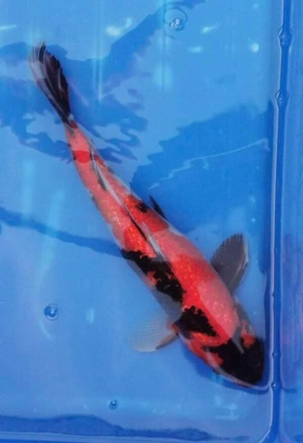 Isa Ginrin Showa 45-50cm (A1) - Japán import Koi
