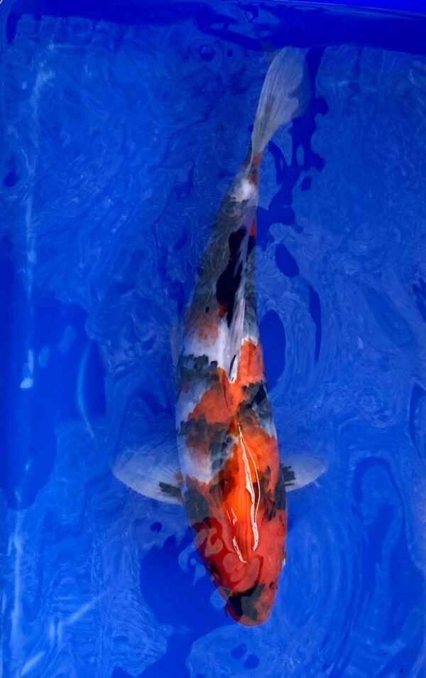 Isa Showa 45-50cm (B1) - Japán import Koi