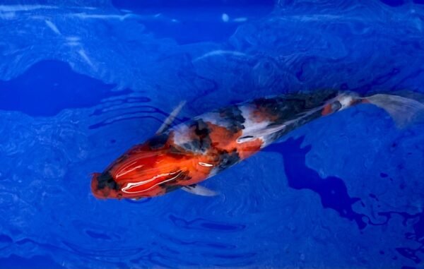 Isa Showa 45-50cm (B1) - Japán import Koi - Image 4