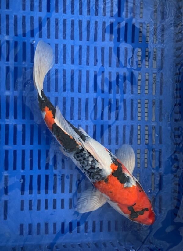 Isa Showa 45-50cm (D1) - Japán import Koi - Image 4
