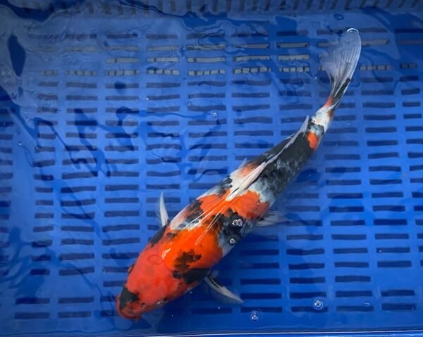 Isa Showa 45-50cm (F1) - Japán import Koi - Image 3