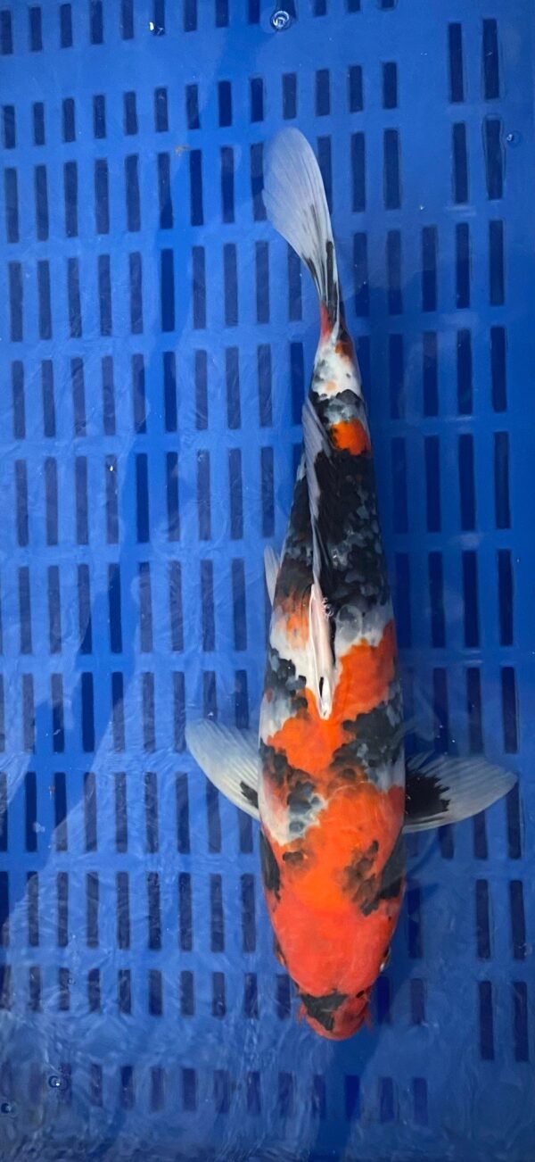 Isa Showa 45-50cm (F1) - Japán import Koi - Image 4