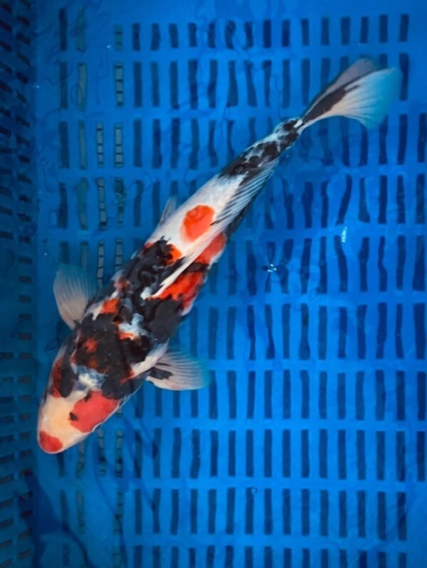 Isa Showa 45-50cm (H1) - Japán import Koi