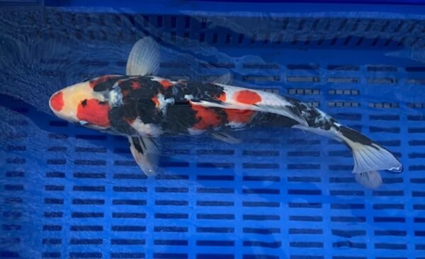 Isa Showa 45-50cm (H1) - Japán import Koi - Image 3