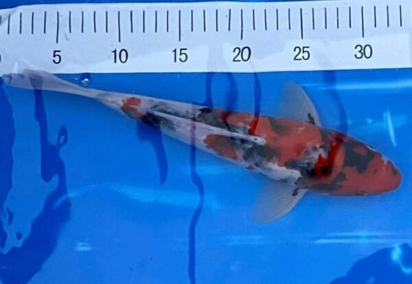 Isa Showa 45-50cm (B1) - Japán import Koi - Image 5