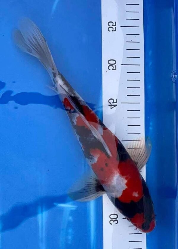 Isa Showa Nisai 40+cm (G1) - Japán import koi